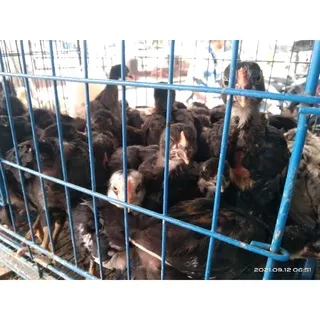 AYAM JOPER SILANGAN BUKAN DOC SUDAH BESAR