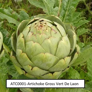 Artichoke Gross Vert De Laon 5 Biji (Benih Biji Bibit Tanaman Bunga)