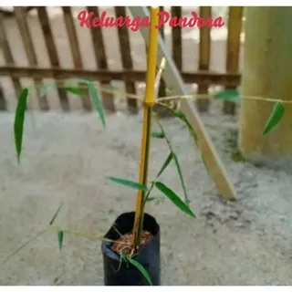 Bambu kuning asli / bambu hias