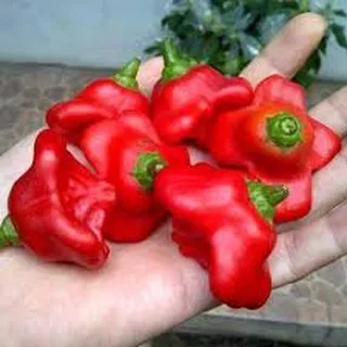 Benih / Bibit / Seed Cabe Bishop Crown Pepper Cabe Unik Bentuk Mahkota