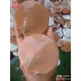 Kerang Simping Scallop 1Kg Seafood Segar