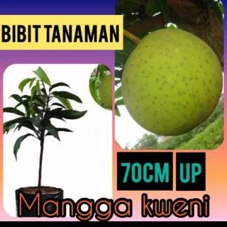 Bibit Mangga Kweni Kueni 70 cm Up