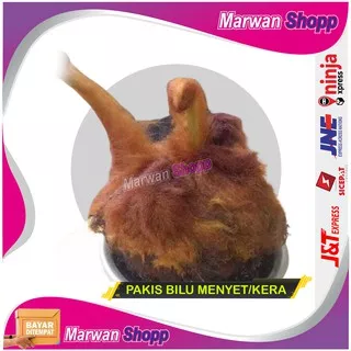 PAKIS HIAS BULU MONYET EKOR MONYET MARWAN SHOPP