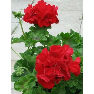 Benih Bibit GERANIUM RED Biji Bunga