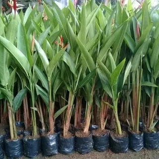 tanaman hias heliconia - pisang pisangan - bibit tanaman heliconia