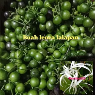 buah leunca segar /1 kg