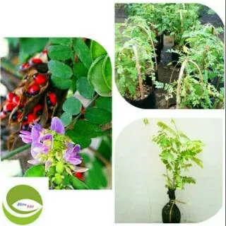 Bibit Tanaman Merambat Daun Saga/Pohon Saga/Obat Herbal