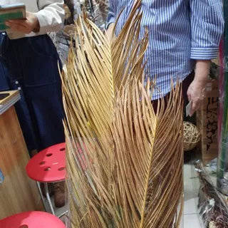 Daun palem kelapa kering