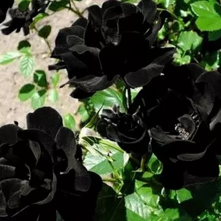 Mantap!! Biji Benih Bibit Bunga Mawar Hitam / Black Rose Ori