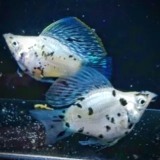 molly marble roundtail / molly balon / molly black white / molly aquascape / molly aquarium