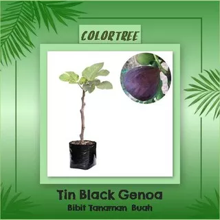 Bibit Tanaman Buah Tin Black Genoa 40cm