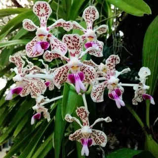 vanda tricolor dewasa siap bunga