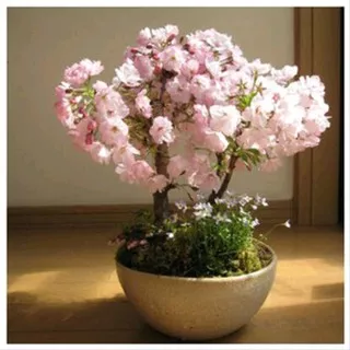 30 Biji bunga bungur Putih | SULTANFARMER543