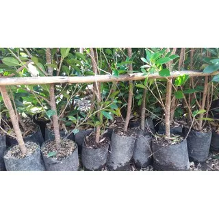 Bibit Bonsai Pohon Beringin Kimeng Murah  BIG/Tinggi kisaran 85cm - 1m/Besar batang jempol tangan