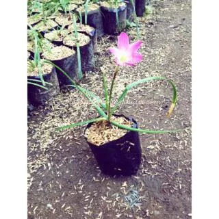 Tanaman Tulip Bunga Pink Tanaman Kucai Tulip Pink Tanaman Rain Lily