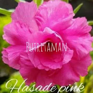 Bibit Bunga Kamboja Jepang/ADENIUM HASADE PINK