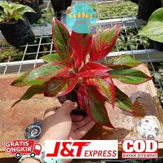 Tanaman Hias Bunga Aglaonema Siam Lipstik Bunga Aglonema Siam Lipstik Murah Meriah Berkualitas