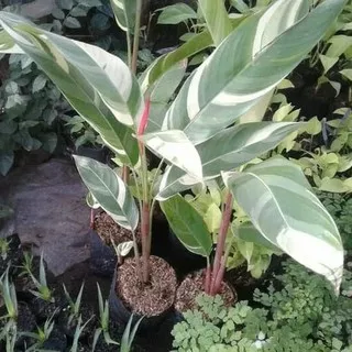 Tanaman heliconia varigata - pohon pisang pisangan heliconia variegata