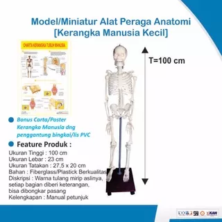 [PROMO] Model Miniatur Torso Kerangka Manusia kecil  100 cm – Alat Peraga Anatomi Manusia [100% original product]