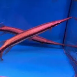 ikan Aligator red gar