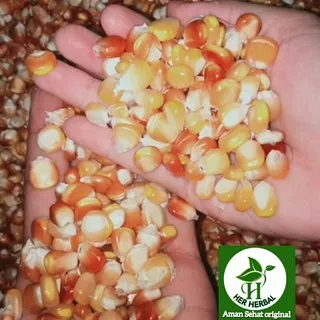 Bibit Jagung Hibrida Siap Tanam 1kg