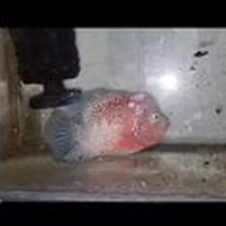 ikan louhan lohan kamfa V8 Thailand 17cm, ikan sesuai foto