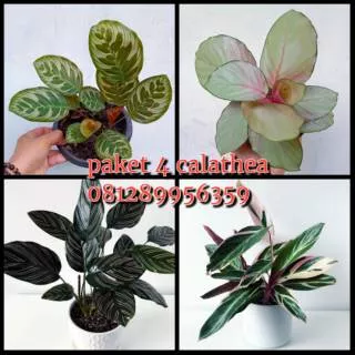 2.2 COD SALE Paket 4 calathea - bibit calathea - tanaman hias calatea |makoyana|silverplte|pinstripe|Meranti bali
