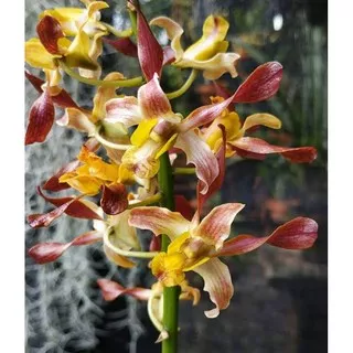 Anggrek dendro dendrobium rambo dewasa spike dan bunga