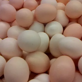 Telur Ayam Kampung (Arab) Organik isi 6 - 10 pcs