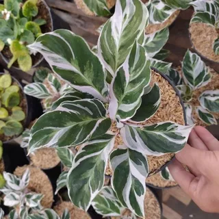 CALATHEA WHITE FUSHION REAL PICTURE