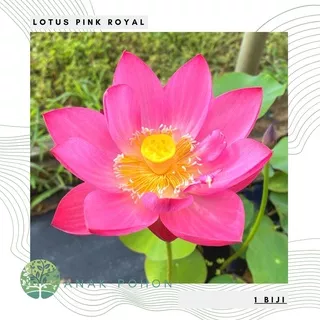 Benih Bibit Biji - Bunga Lotus PINK ROYAL Tanaman Air Seroja Teratai Flower Seeds - IMPORT