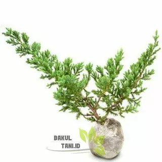 Tanaman Hias Bahan Bonsai Cemara Bajul