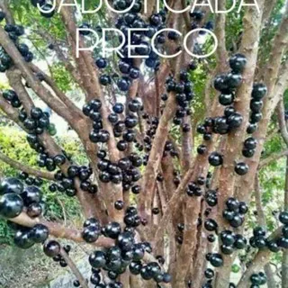 C3T Terlaris Bibit Buah Anggur Brasil / Anggur Batang Jaboticaba Preco