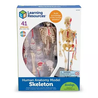 Learning Resources Human Anatomy Model Skeleton Pengenalan Kerangka Tubuh Manusia