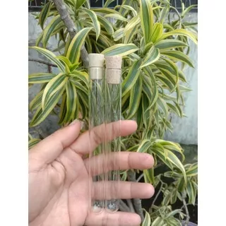 Tabung Reaksi Kaca 16*150 mm Tutup Kayu 25 ml / Craft / Souvenir