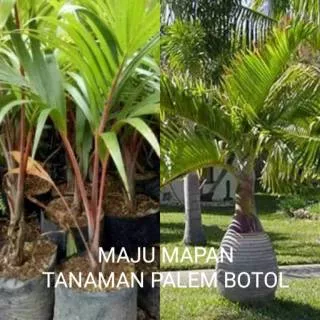 TANAMAN PALEM BOTOL MERAH UNGGULAN