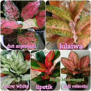 Paket 5 bunga aglonema dut anjemani/anjaman,red sumatera/sumatra snow white/lipstik lady valentine