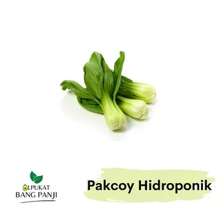 Pakcoy Hidroponik