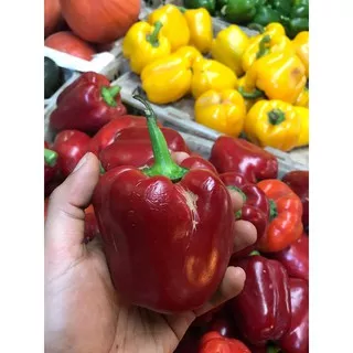 Paprika merah (500 gr)