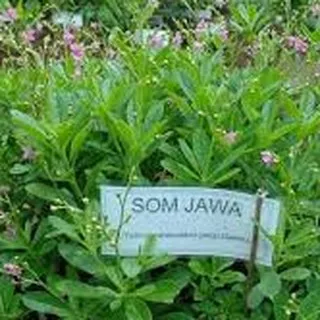 Tanaman Obat Som Jawa / Daun Ginseng Jawa