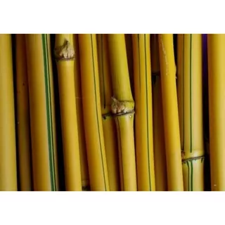 bambu kuning - potongan bambu kuning panjang 30cm