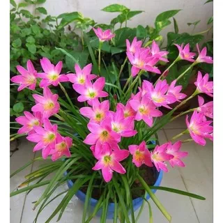 Tanaman Hias kucai tulip bunga pink | Liliy Hujan Bunga pink