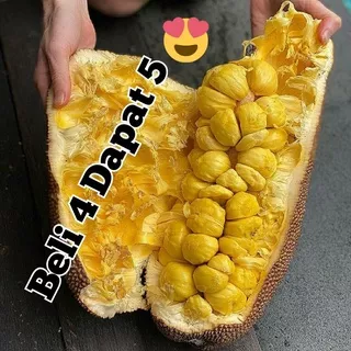 Bibit Nangka Cempedak Beli 4 Dapat 5, Hasil Okulasi, Bisa COD_bibit buah_bibit tanaman_bibit pohon_bibit nangkadak_bibit nangka_bibit cempedak unggul.