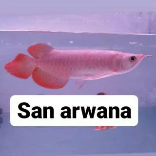Arwana super red chili ikan arwana super red