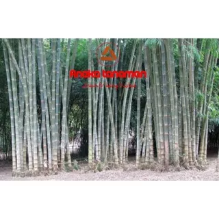 [ANEKA TANAMAN] Bambu petung / Bibit bambu petung termurah terlaris