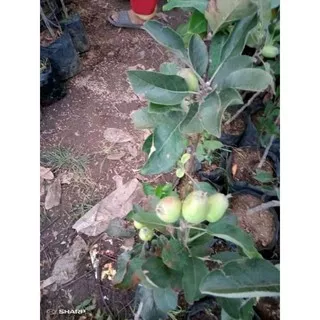 bibit buah apel anna