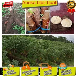 Bibit Singkong Kuning Bibit Singkong Mentega Bibit Ketela Bibit Pohong Kemasan 1 Kg