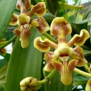 Vanda helvola