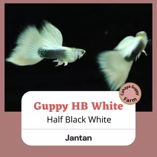 ikan hias guppy HB White Jantan / ikan hias aquarium / ikan hias aquascape / indukan