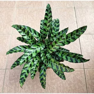 maranta ekor ayam/ maranta keris / CALATHEA LANCIFOLIA  (INSIGNIS/REATLE SNAKE) TANAMAN INDOOR